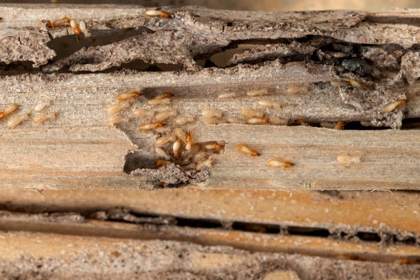 Best Ant Control Services  in Folly Beach, SC